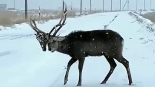 Footage captured of deer wearing another deer’s skull