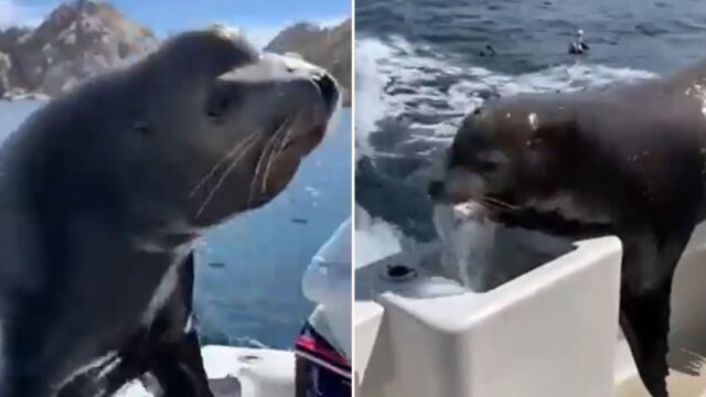 Cheeky Sea-Lion chases down speed boat to steal ALL the fish
