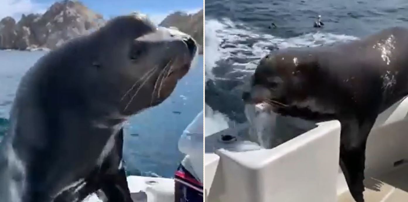 Cheeky Sea-Lion chases down speed boat to steal ALL the fish