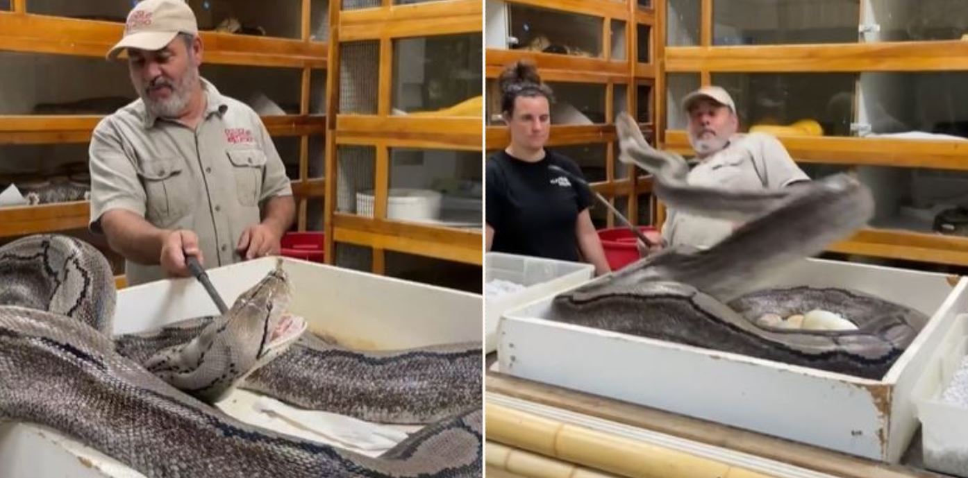 20-foot python attacking snake handler attempting to steal her eggs will give ya nightmares