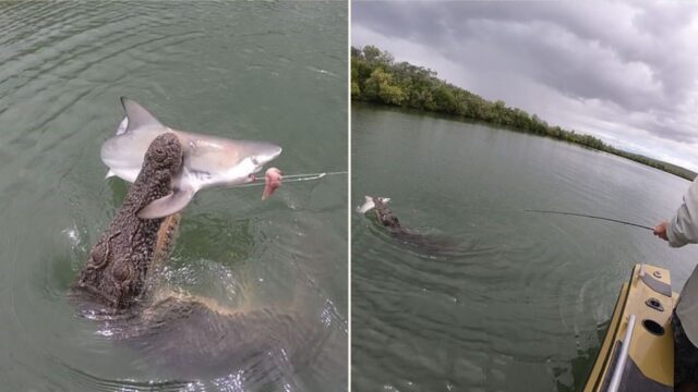 Cheeky croc steals shark off fisherman’s line in Western Australia