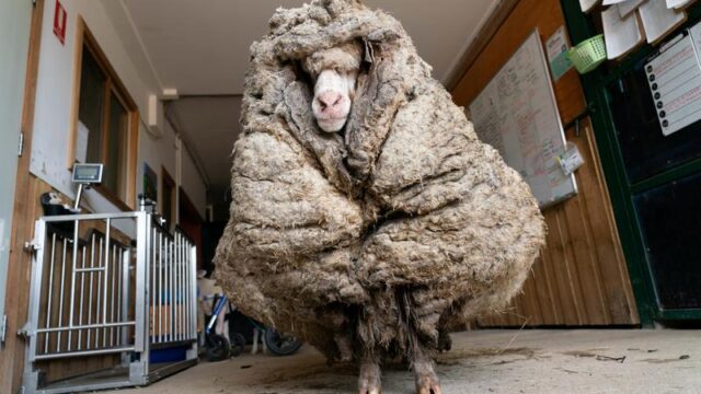 Escaped sheep rescued from 35kg fleece