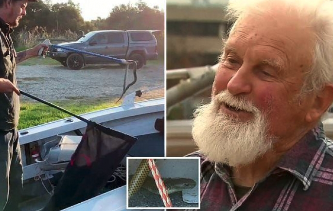 80-year-old Ozzie Fisherman trapped on boat with ‘certainly lethal’ tiger snake