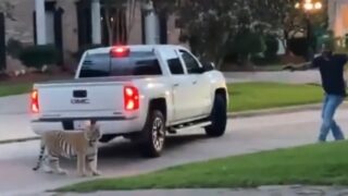 Tiger strolls streets of Houston – leads to hectic confrontation