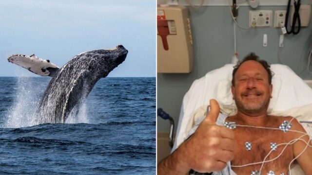 Lobster diver swallowed whole by humpback whale while fishing