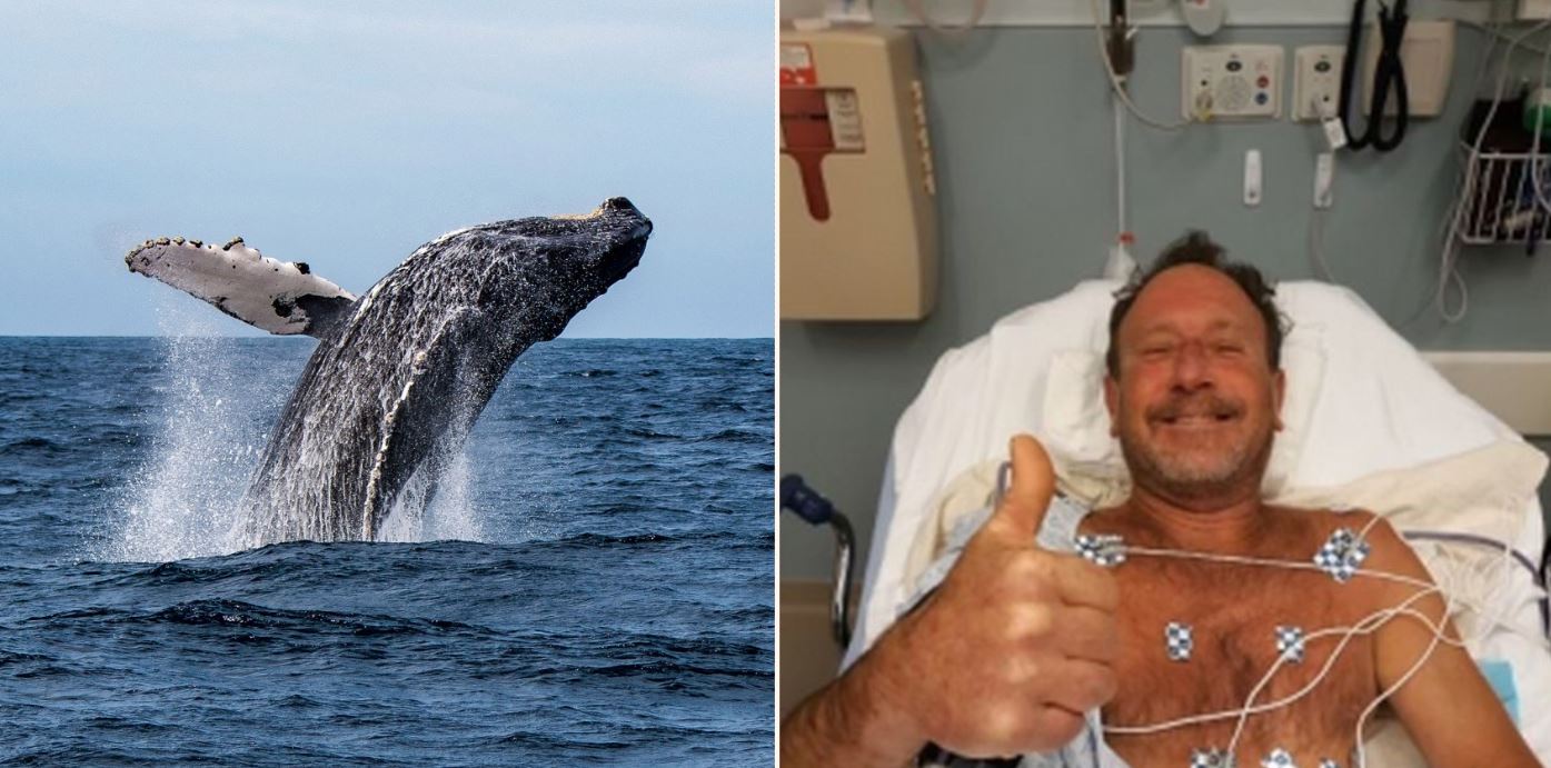 Lobster diver swallowed whole by humpback whale while fishing