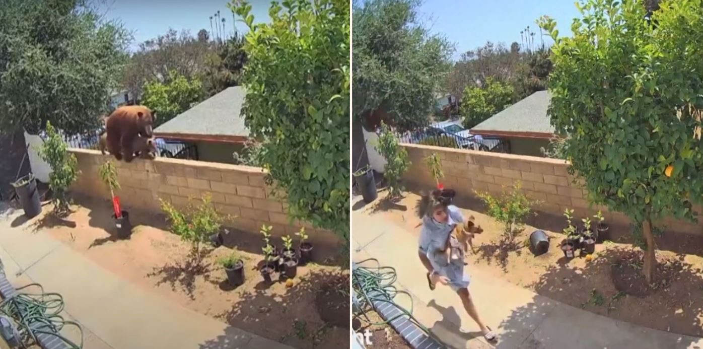 Brave Californian woman steamrolls a bear to save her dogs