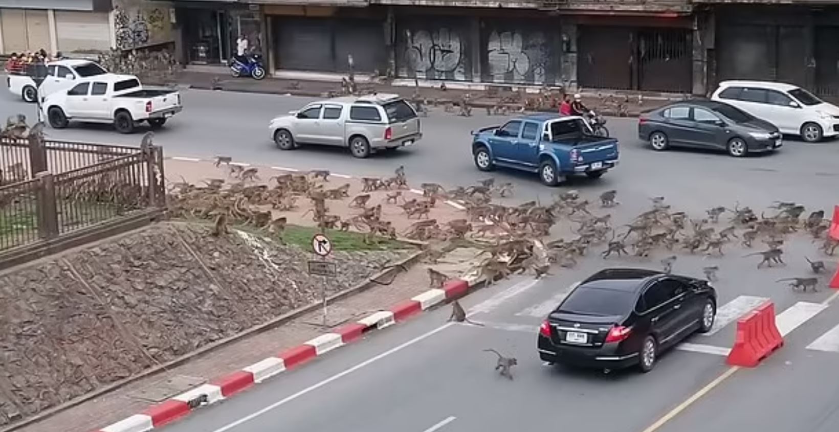 Rival gangs of f#@*en monkeys are fighting on the streets of Thailand again!