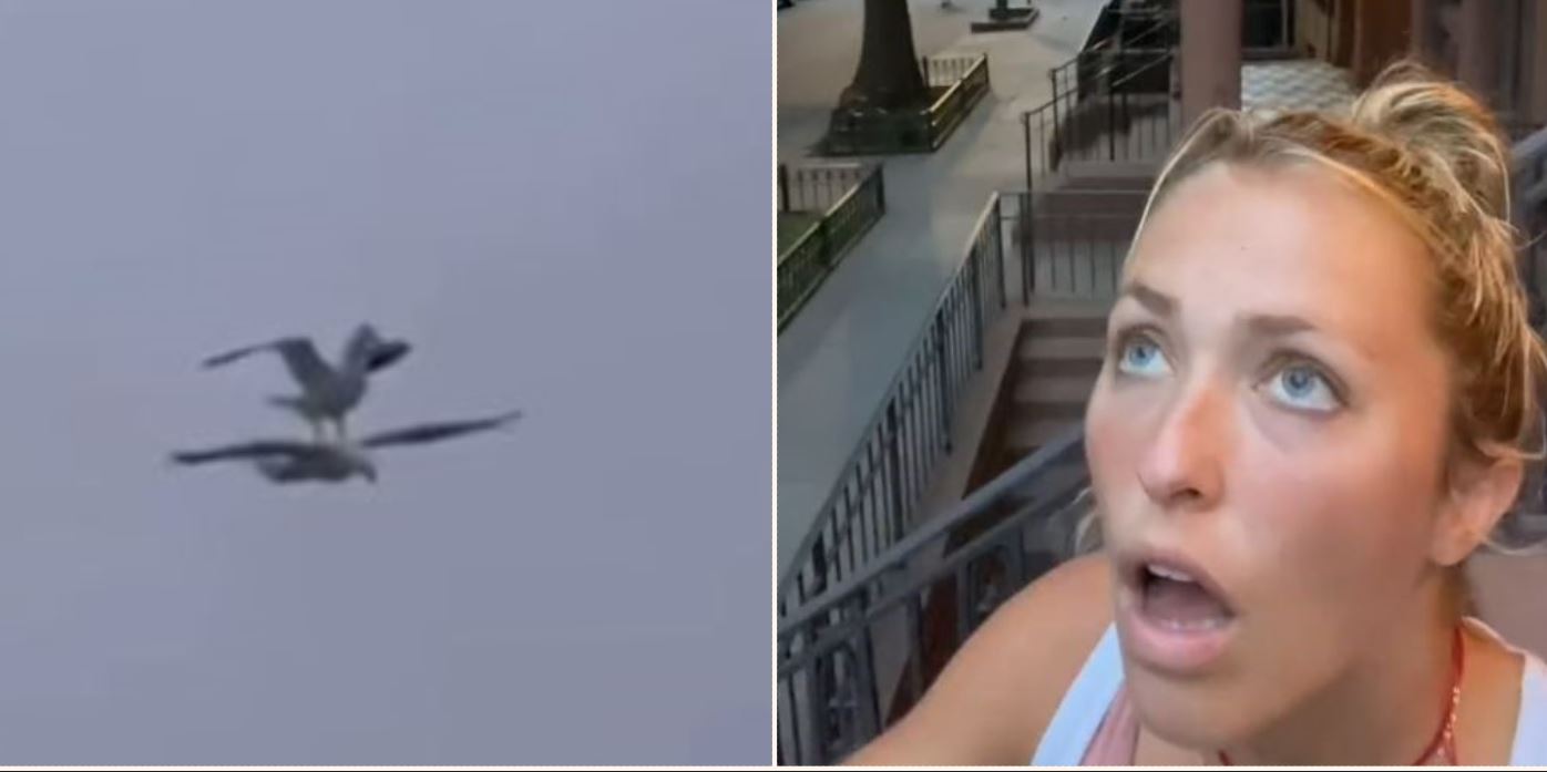Sheila finds “proof” that birds are battery-powered drones