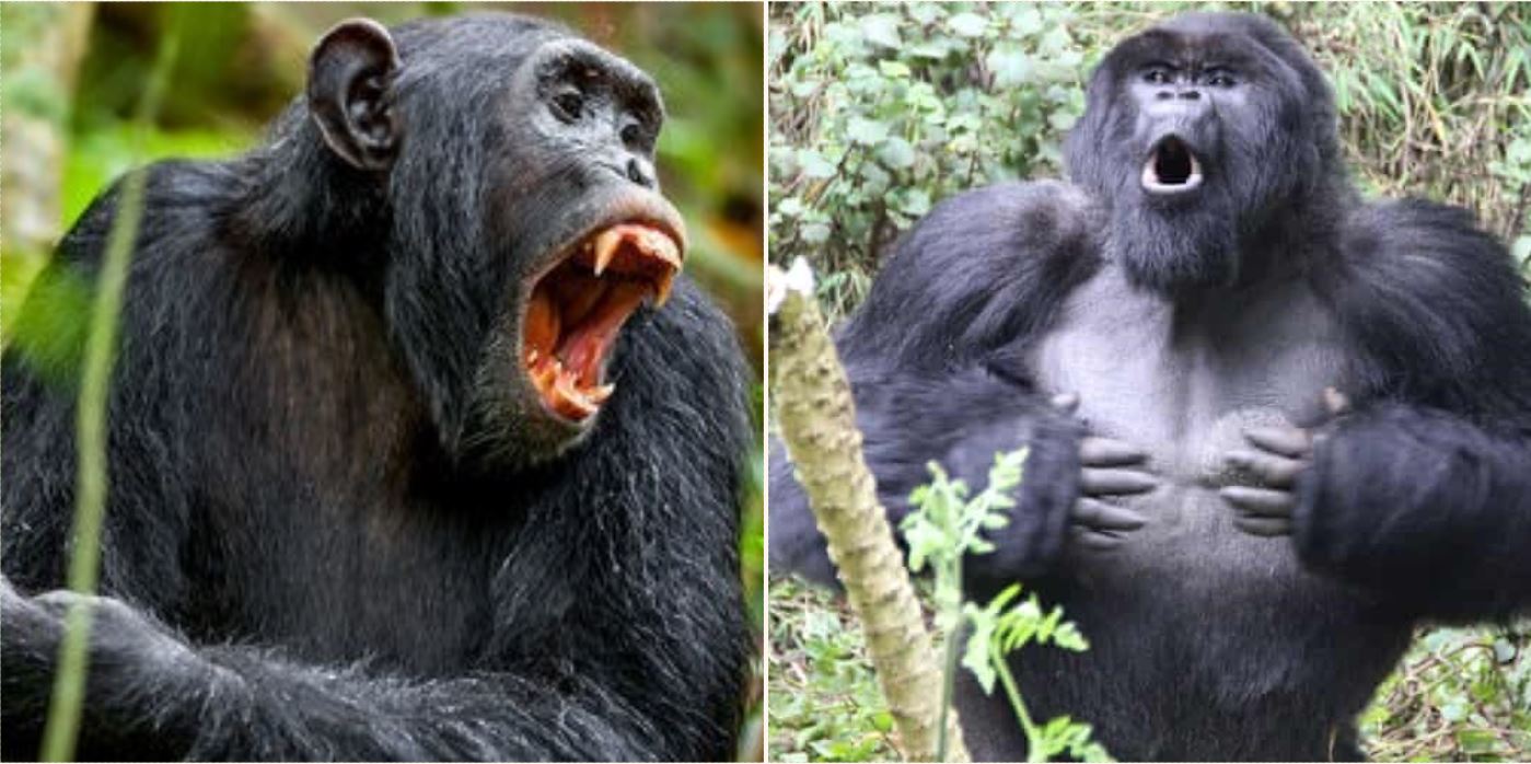 Chimpanzees are attacking gorillas unprovoked for the first time