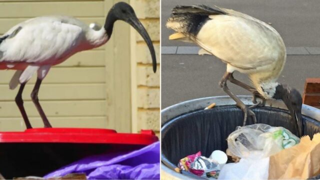 People are demanding that the 2032 Olympic mascot is Brisbane’s bin-chicken, the Ibis!