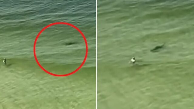 TikToker captures the moment a shark charges oblivious swimmer