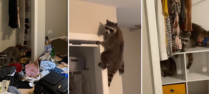 Sheila live tweets from her bedroom as racoons break into her NY apartment