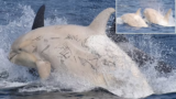 Two rare white orcas spotted off the coast of Japan