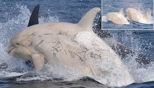 Two rare white orcas spotted off the coast of Japan