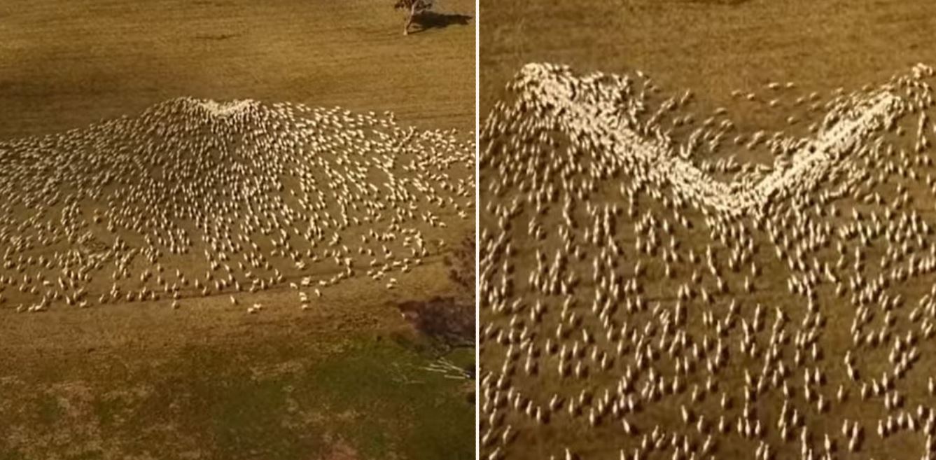 NSW farmer uses sheep art to provide stunning heartfelt tribute to late aunt