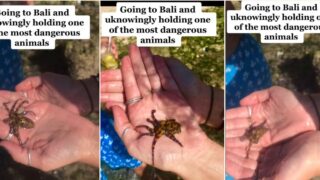 Tiktok user unknowingly held the world’s most venomous octopus while in Bali