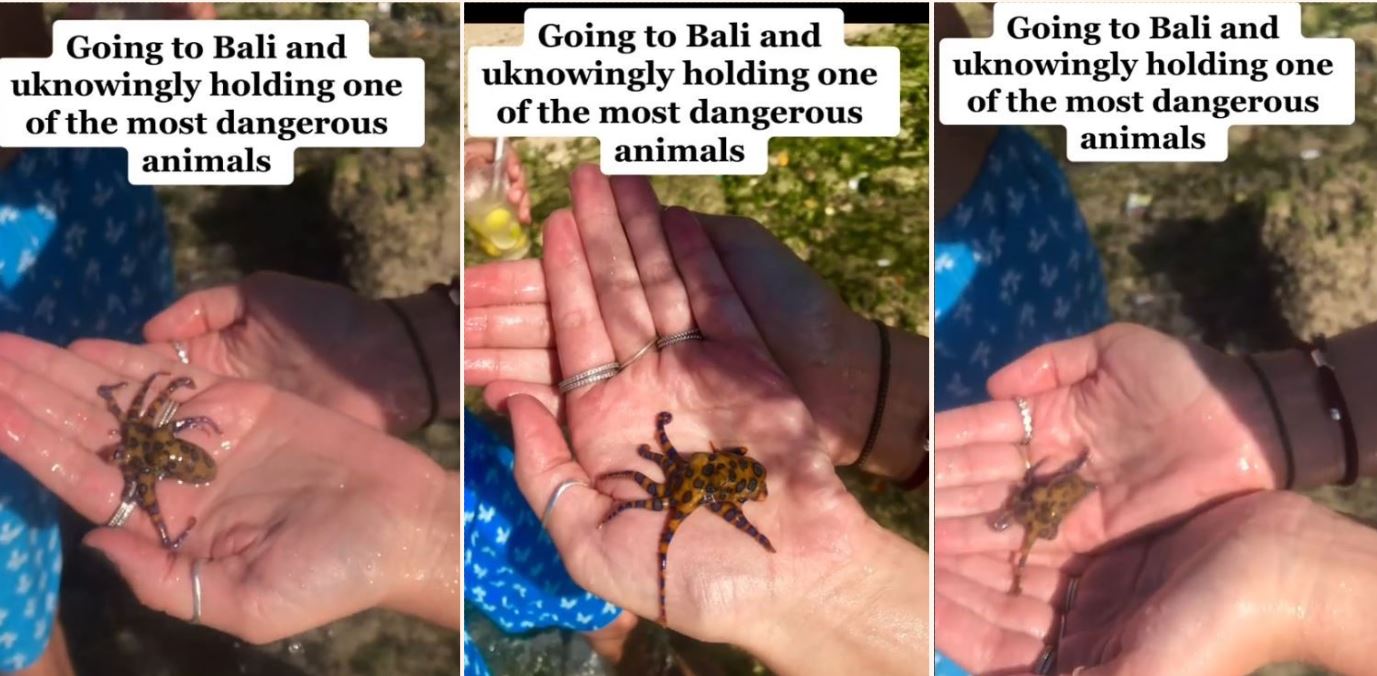 Tiktok user unknowingly held the world’s most venomous octopus while in Bali