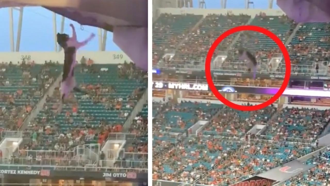 Thousands watch terrifying cat moment