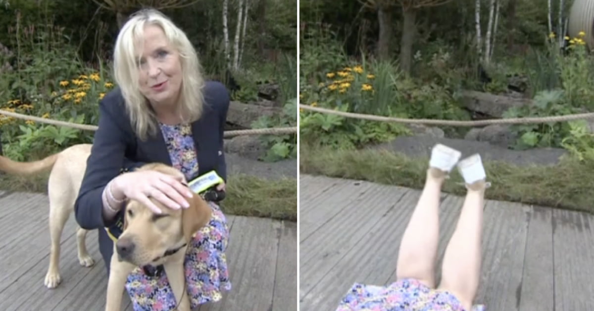 TV Presenter taken out and dragged to the ground by guide dog on live TV