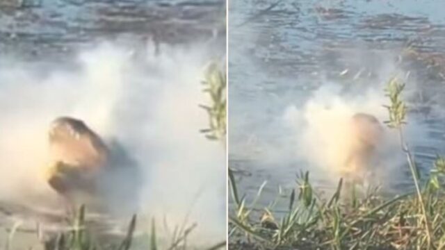 Video shows smoke pouring from Alligator after eating a drone
