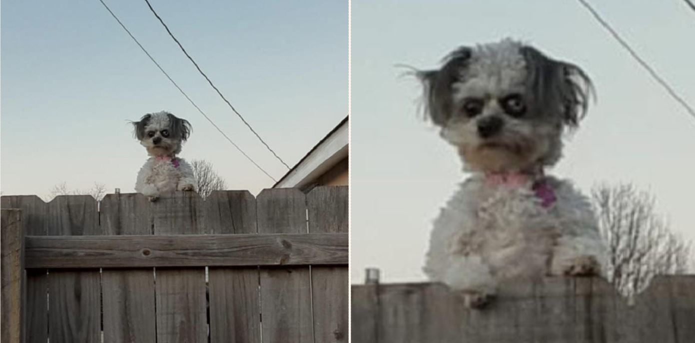 Is this the creepiest dog in the world?