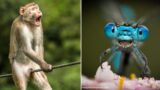 The 2021 Comedy wildlife photo finalists are in