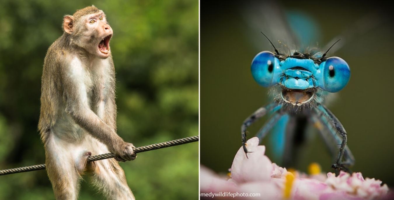 The 2021 Comedy wildlife photo finalists are in