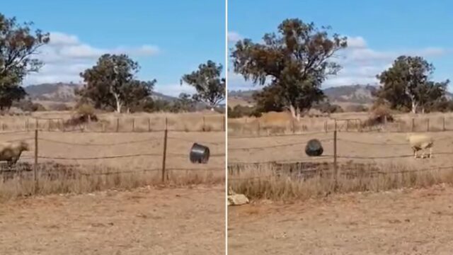 Watch this ‘d*ckhead’ ram go to war with a bucket!