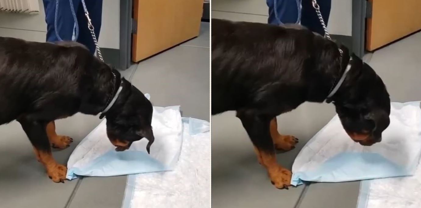 Dog casually throws up adult toy while at the Vet