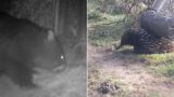 Wildlife Wombat Gates enable them to film loads of Aussie animals – check the footage!