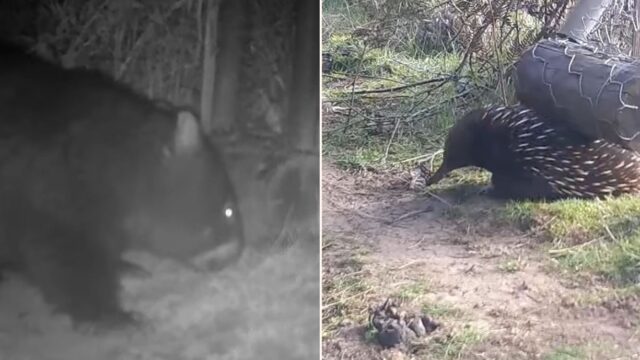 Wildlife Wombat Gates enable them to film loads of Aussie animals – check the footage!