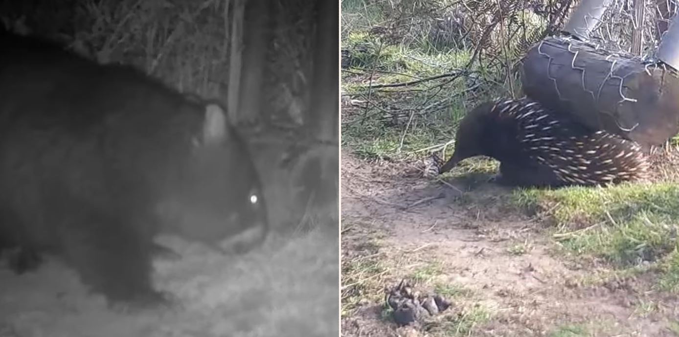 Wildlife Wombat Gates enable them to film loads of Aussie animals – check the footage!