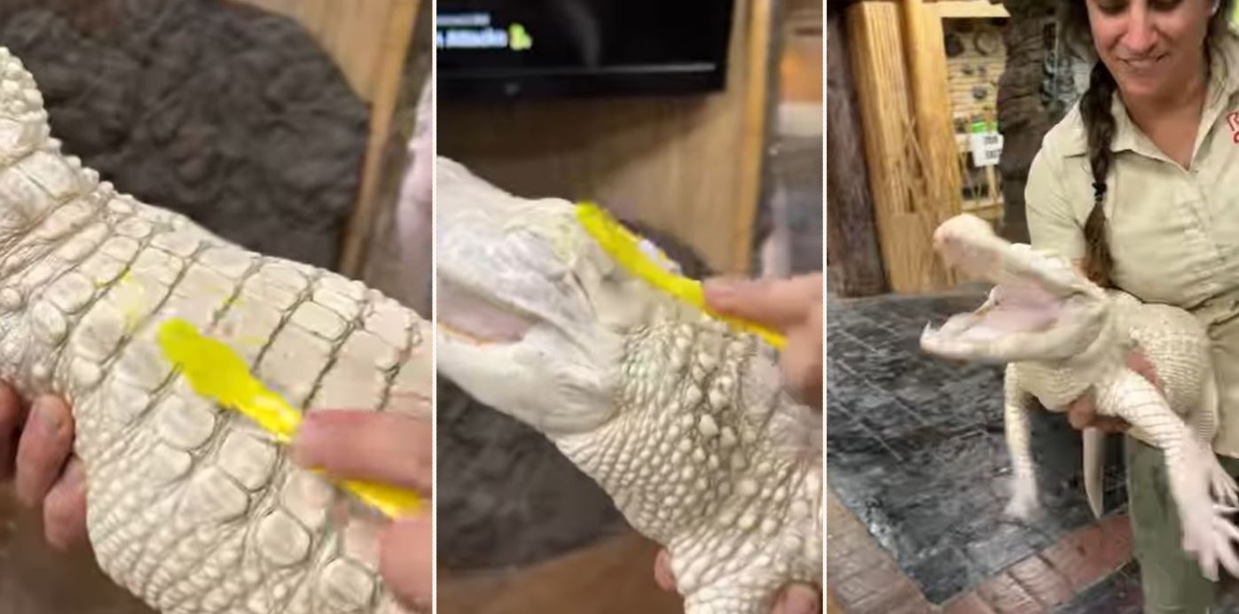 Meet Coconut the smiling alligator who loves a good f**ken scrub!