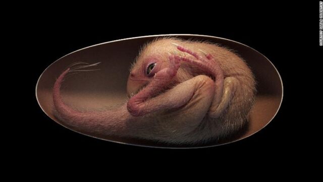 Fossil of ‘perfectly preserved’ dinosaur embryo found