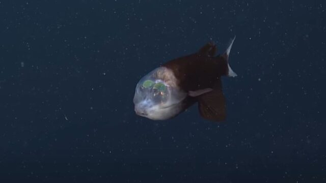 Researchers capture footage of rare fish with transparent head