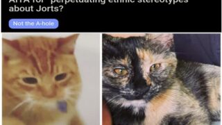 New office cat causes workplace relations meltdown