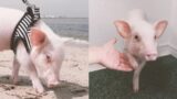 This bloke raised a cute piglet on YouTube and then he shared his dinner