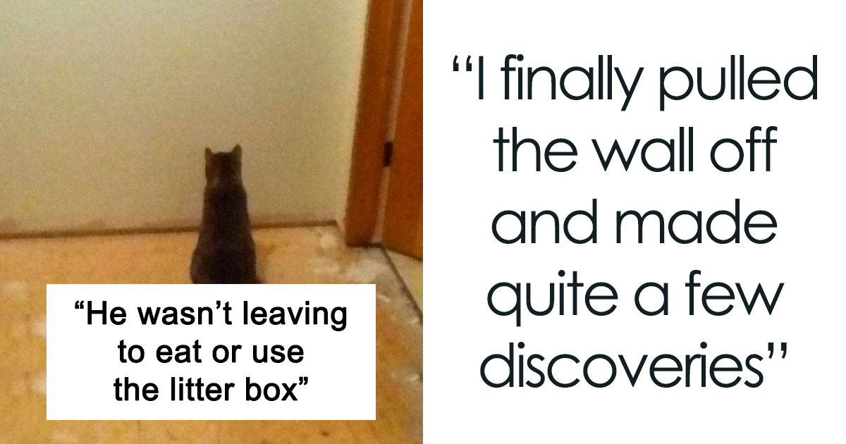 Bloke makes epic discovery after cat become obsessed with single wall in house