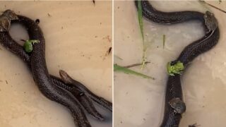 Frog and Mice ride Eastern brown snake to escape flood waters