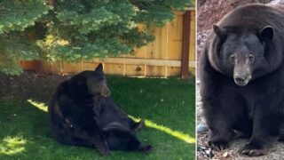 Giant bear named Hank the Tank breaks into 28 homes to steal pizza