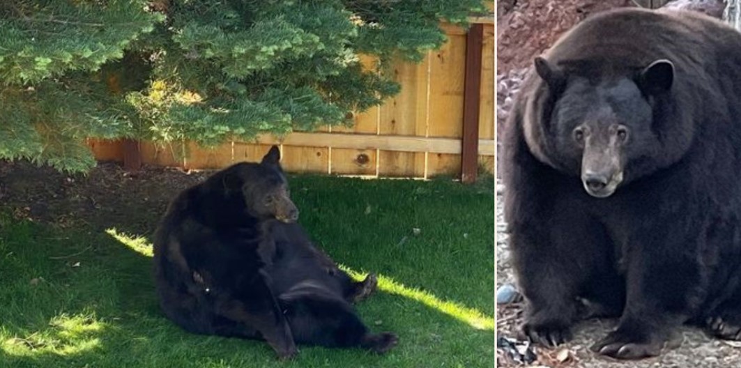 Giant bear named Hank the Tank breaks into 28 homes to steal pizza