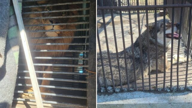 Legends rescue a lion and a wolf from Ukraine zoo near warzone!