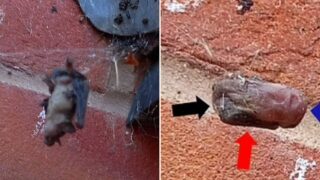 False Widow spider discovered killing and eating bats for the first time