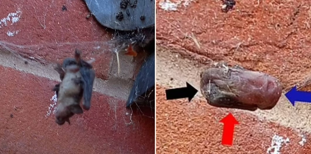 False Widow spider discovered killing and eating bats for the first time