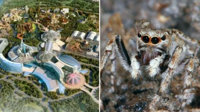 Progress on Britain’s biggest new theme park halted thanks to tiny spider