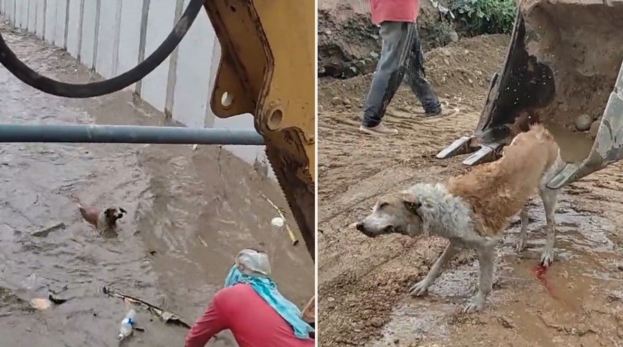 Bloody legends use digger to save dog from drowning