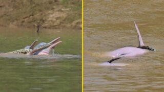 Two dolphins getting “aroused” with anaconda in mouths