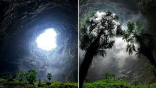Scientists find ancient forest in giant sinkhole in China