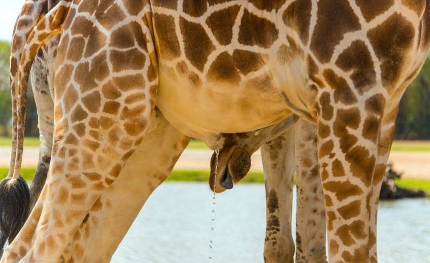 Male giraffes headbutt females until they pee, then drink it before mating